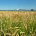 risk winter barley, malting barley, rogue barley farm, rogue farms, tygh valley, oregon